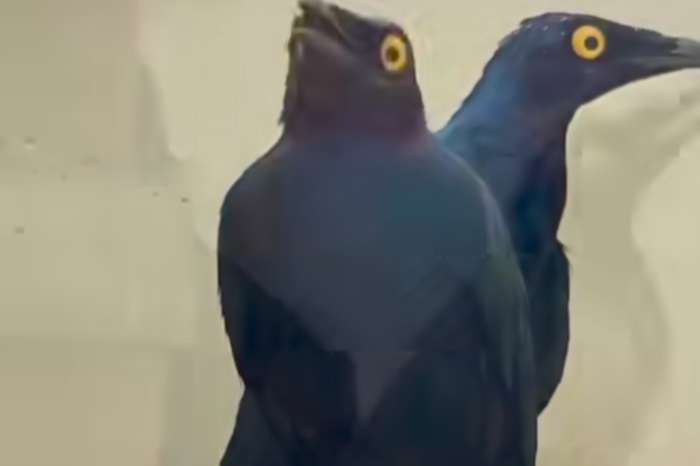 lamprotornis purpureus