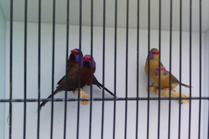 2-2 granaatastrilden 2025 geringd