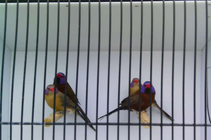 2-2 granaatastrilden 2025 geringd