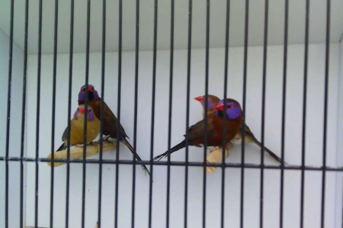 2-2 granaatastrilden 2025 geringd