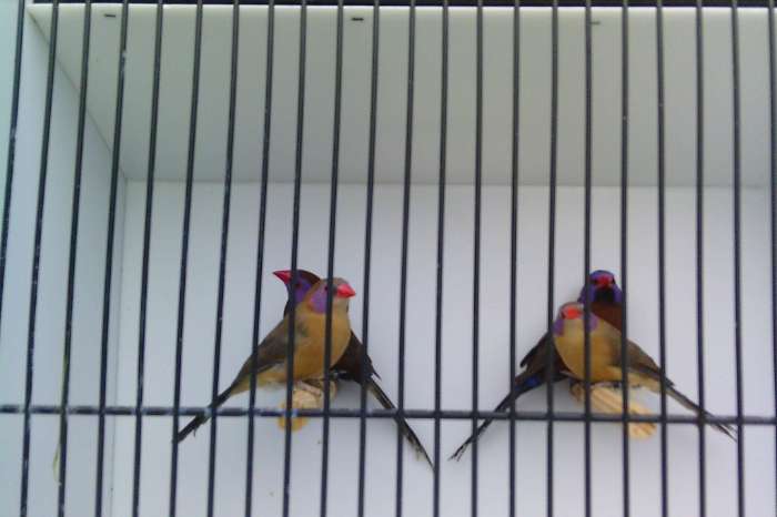 2-2 granaatastrilden 2025 geringd