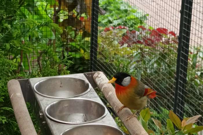 zilveroor nachtegalen