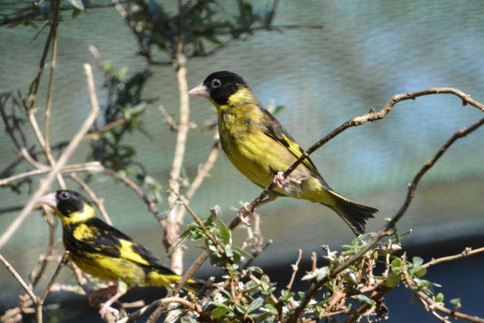 te koop mooi koppel vietnamese groenvinken 400 euro