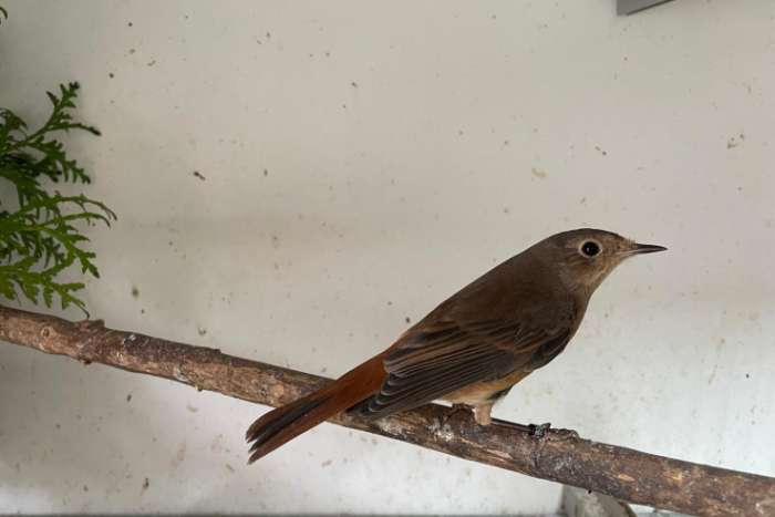 gekraagde roodstaart man 2025