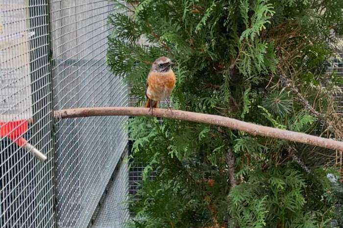 gekraagde roodstaart man 2025