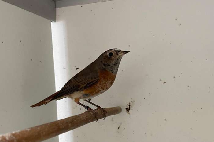 gekraagde roodstaart man 2025