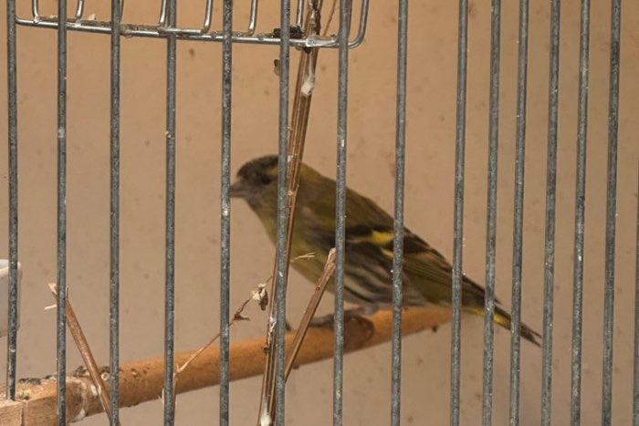 sijs (carduelis spinus) wildkleur