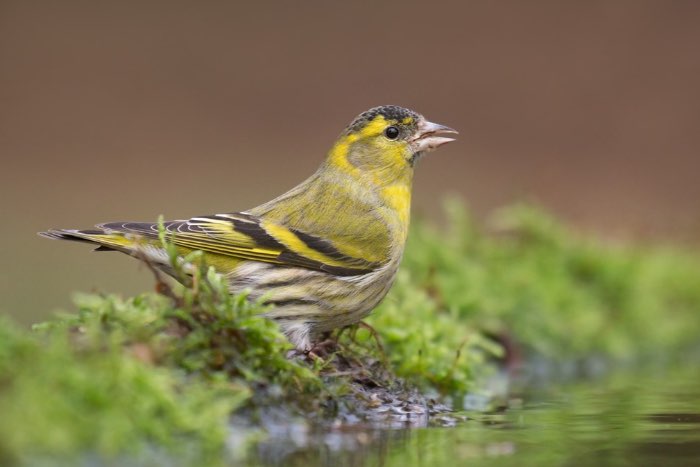 sijs (carduelis spinus) wildkleur