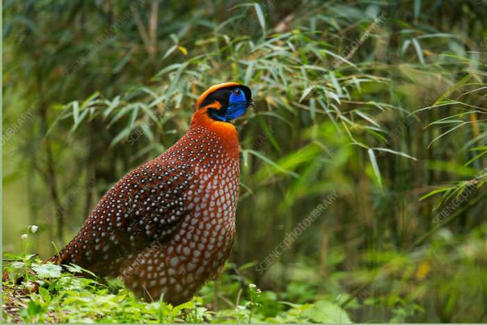 1-0 temminck tragopaan