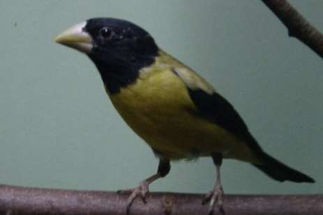 hesperiphona abeillei.