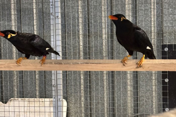 1-1 beo middel groot