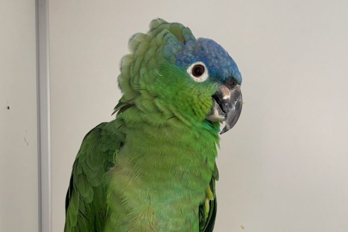 amazone ?farinosa guatemalae