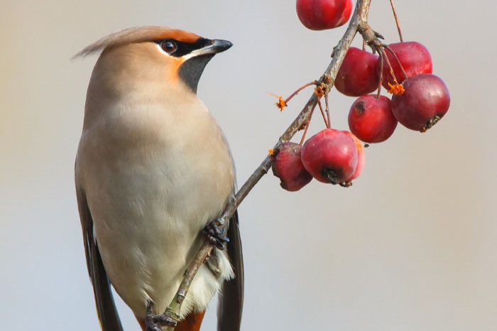 1-1 of 1-0 pestvogel gezocht