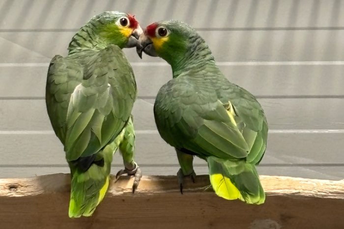 2-0 split voor lutino geelwang amazone