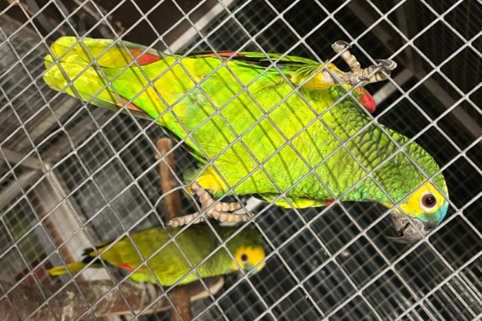 2-0 blauwvoorhoofd amazone