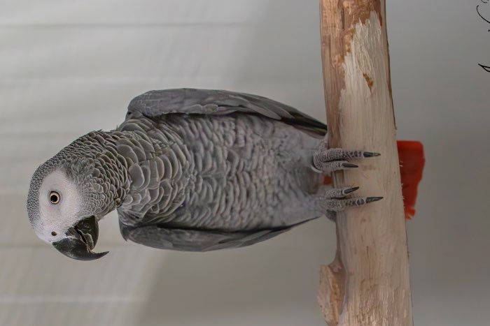 1-0 grijze roodstaart