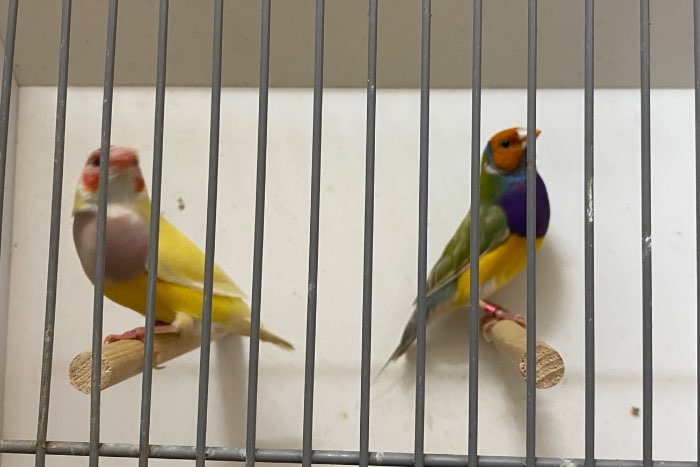 2 koppels gouldamadine