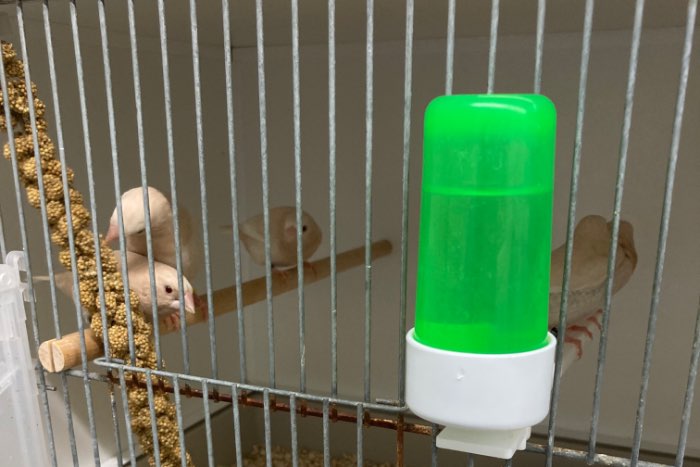 koppels crème ino japanse meeuwen