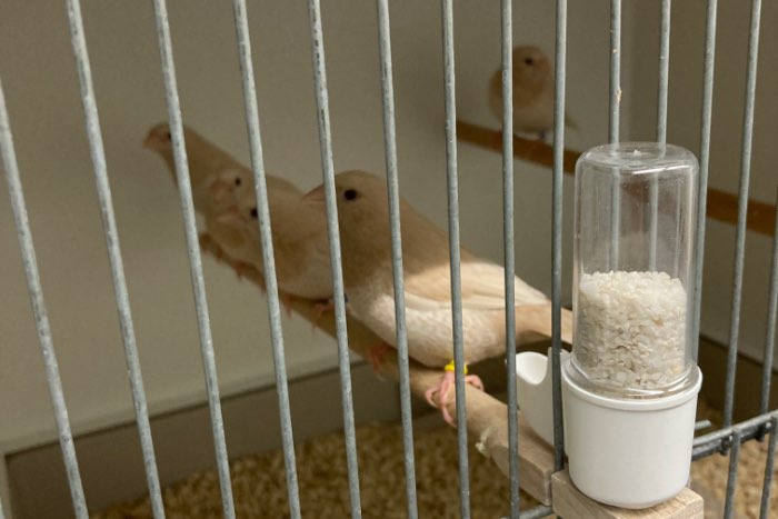 koppels crème ino japanse meeuwen