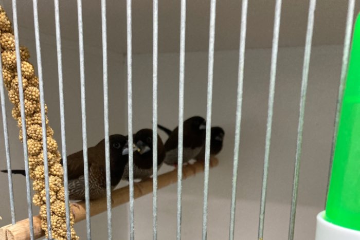 koppels crème ino japanse meeuwen