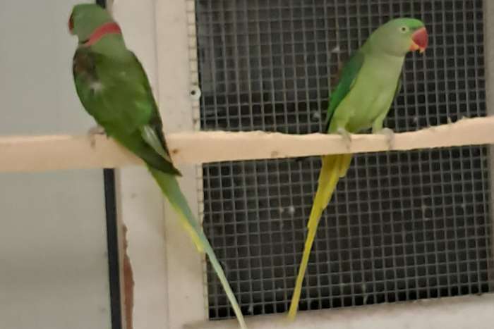 6 kweekkoppels grote parkieten