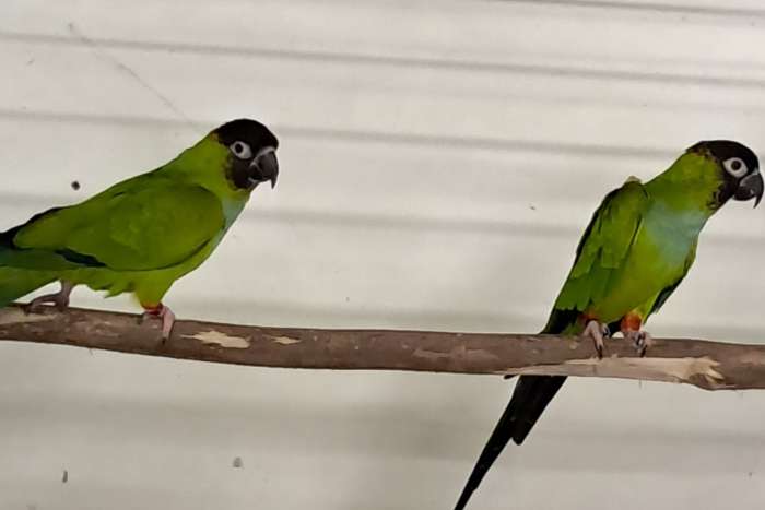 6 kweekkoppels grote parkieten