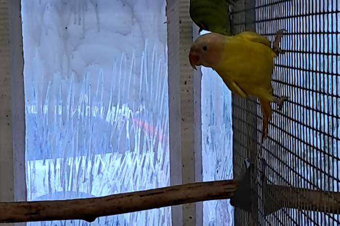 6 kweekkoppels grote parkieten