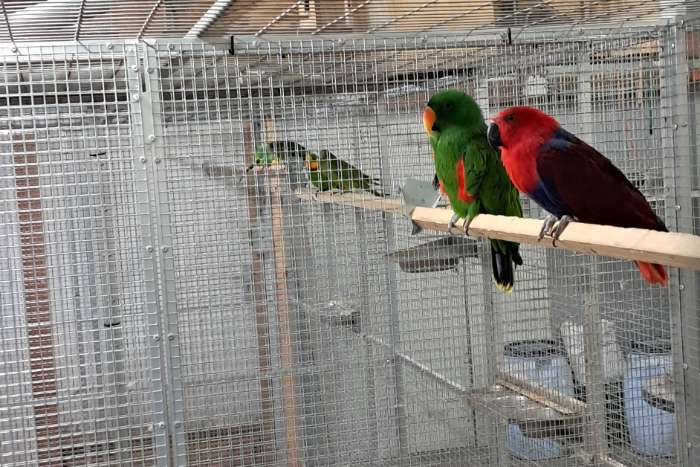 6 kweekkoppels grote parkieten