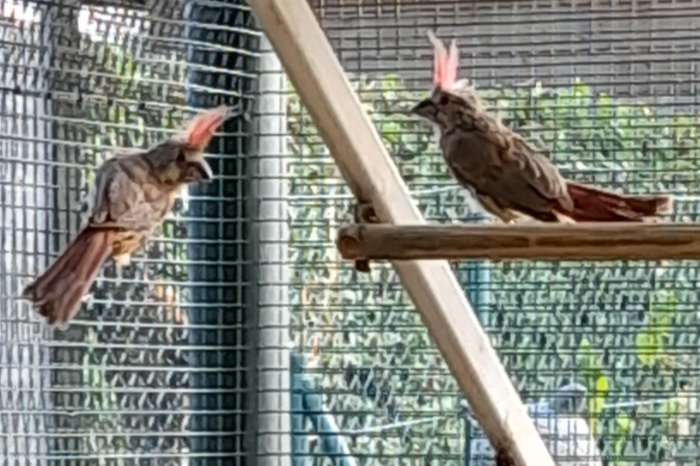 vermiljoen kardinalen