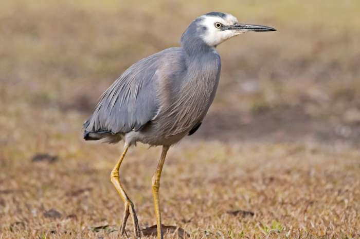 searching for 1 male of egretta novaehollandiae