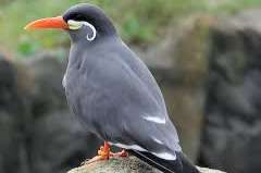 searching for 1 male of inca stern