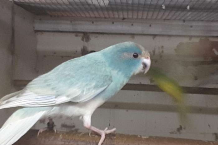 10 kakariki mannen in gezoomd 25