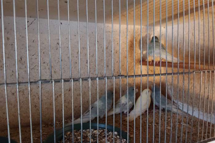 10 kakariki mannen in gezoomd 25