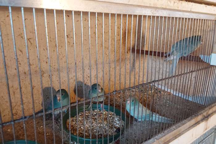 10 kakariki mannen in gezoomd 25