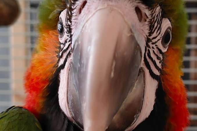 muis en rat verdelger