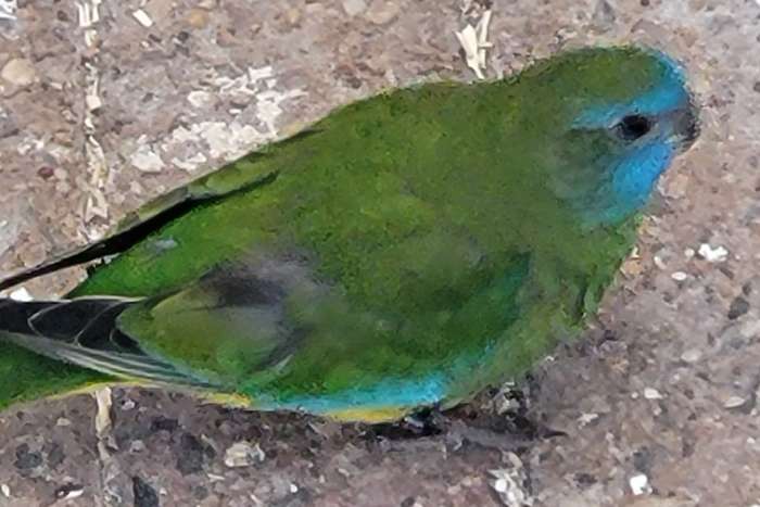 te koop splendid parkieten 2025.