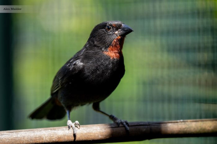 2-1 antilliaanse dikbekjes (loxigilla noctis)