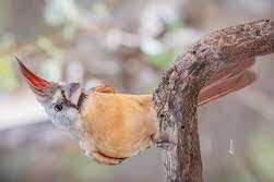 vermilion cardinals.