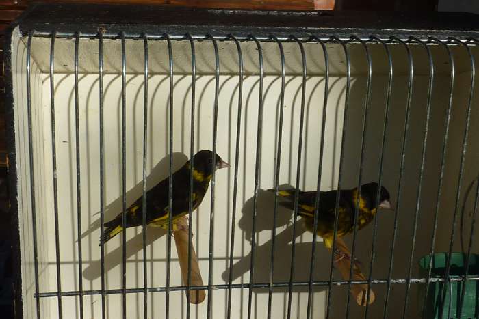 vietnamese groenlingen mannen