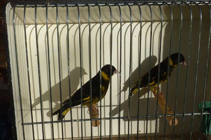 vietnamese groenlingen mannen