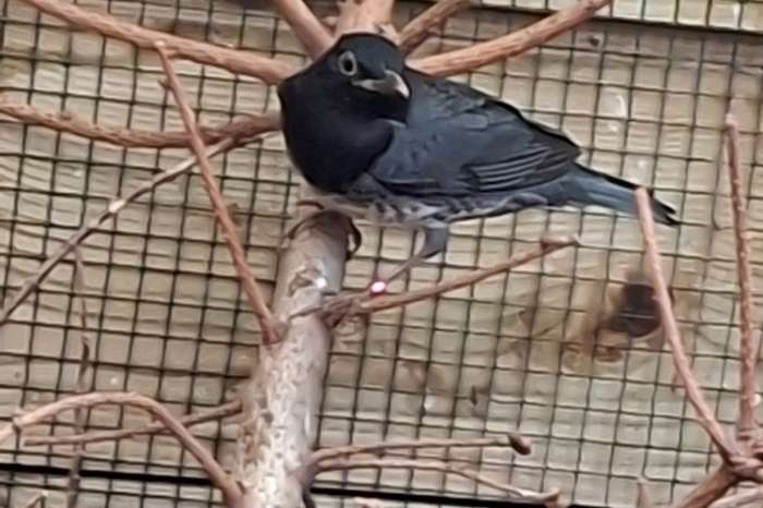 koppel japanse lijsters