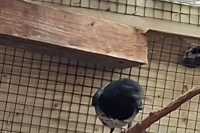 koppel japanse lijsters