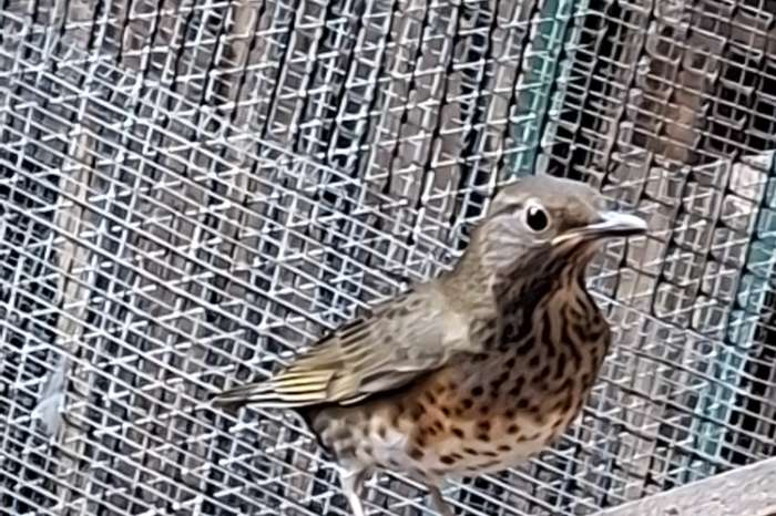 koppel japanse lijsters