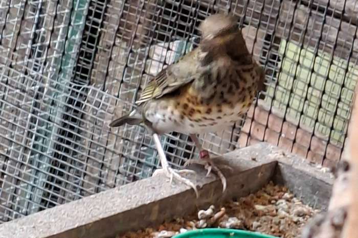 koppel japanse lijsters