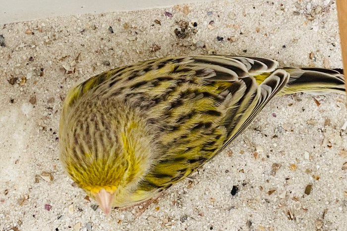 kanariemannen te koop