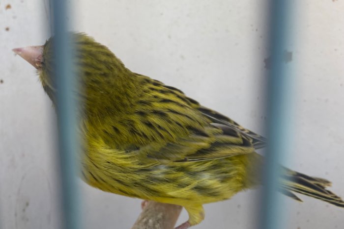 kanariemannen te koop