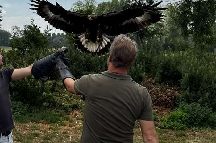 steenarend man natuurbroed 2024 aangeboden