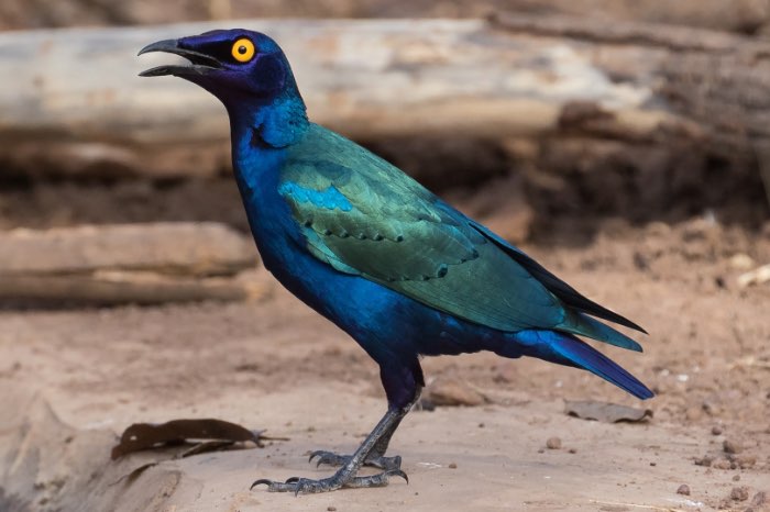 purperglansspreeuw 0-1