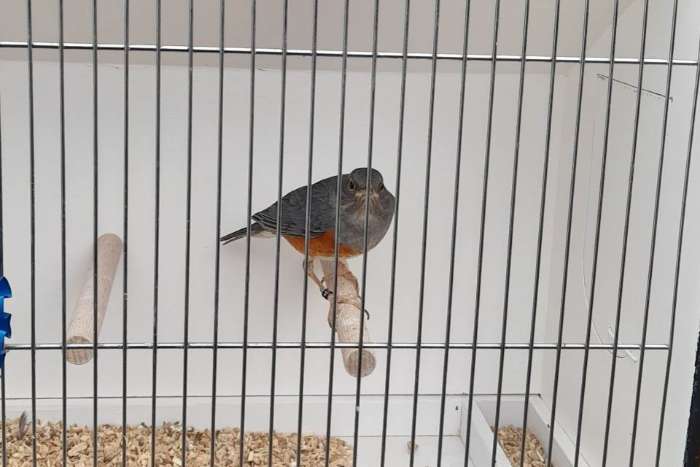 zanglijsters isabel , zanglijster wildkleur , grijskaplijster