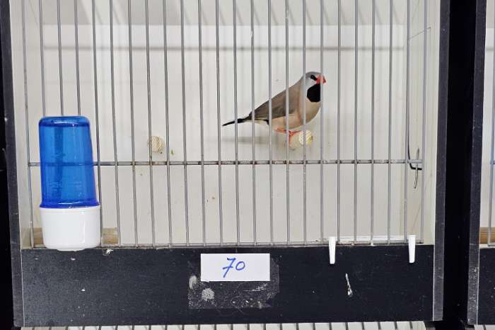 koppel spitsstaart amadine te koop